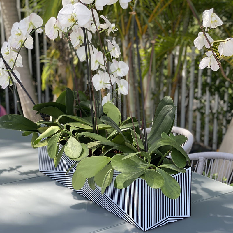 Large Acrylic Multi-Orchid Planter